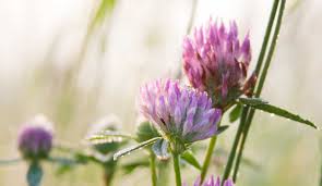 Attēlu rezultāti vaicājumam “Trifolium pratense flower”