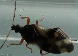 Attēlu rezultāti vaicājumam “Anthocoris nemorum”