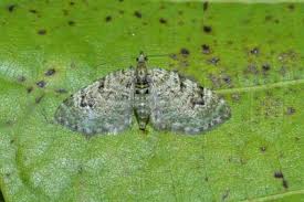 Attēlu rezultāti vaicājumam “Chloroclystis v-ata”