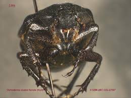 Attēlu rezultāti vaicājumam “Osmoderma barnabita imago”