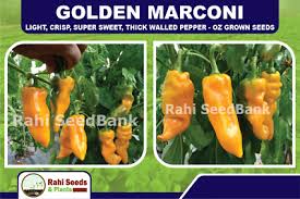 Afbeeldingsresultaat voor marconi golden sweet pepper