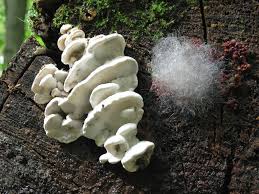 Attēlu rezultāti vaicājumam “Skeletocutis nivea”