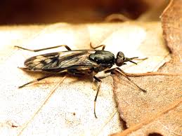 Attēlu rezultāti vaicājumam “Xylophagidae”