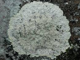 Attēlu rezultāti vaicājumam “Lepraria”