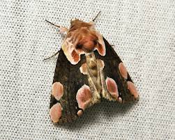 Attēlu rezultāti vaicājumam “Thyatira batis”