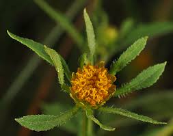 Attēlu rezultāti vaicājumam “Bidens frondosa”