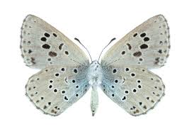 Attēlu rezultāti vaicājumam “Phengaris arion”