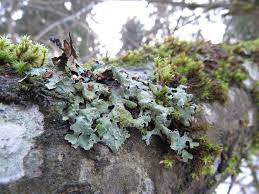 Attēlu rezultāti vaicājumam “Parmelia submontana”