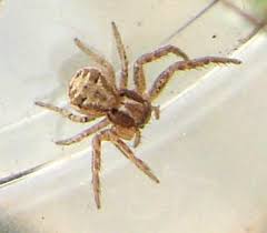 Attēlu rezultāti vaicājumam “Xysticus cristatus”