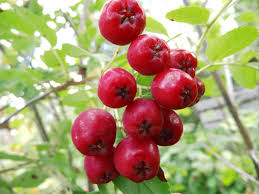 Attēlu rezultāti vaicājumam “x Sorbaronia fallax”