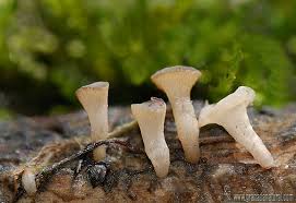 Attēlu rezultāti vaicājumam “Cudoniella clavus”