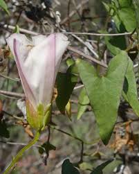Attēlu rezultāti vaicājumam “Calystegia inflata leaf”