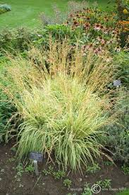 Attēlu rezultāti vaicājumam “Molinia caerulea flower”