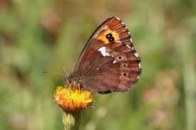 Attēlu rezultāti vaicājumam “Erebia ligea upperside”