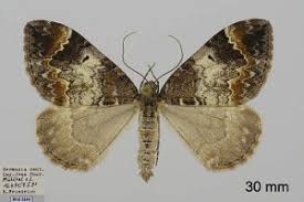 Attēlu rezultāti vaicājumam “Dysstroma truncata”