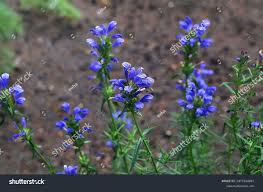 Attēlu rezultāti vaicājumam “Dracocephalum ruyschiana leaf”