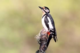 Attēlu rezultāti vaicājumam “Dendrocopos major female”