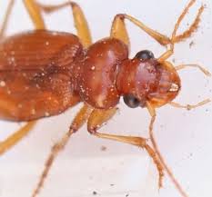 Attēlu rezultāti vaicājumam “Leistus ferrugineus”