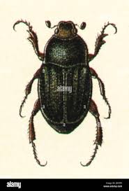 Attēlu rezultāti vaicājumam “Hoplia parvula”