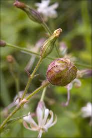 Attēlu rezultāti vaicājumam “Silene nutans flower”