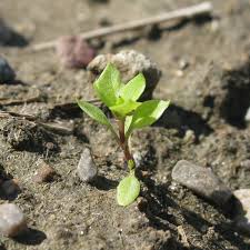 Attēlu rezultāti vaicājumam “Stellaria media”
