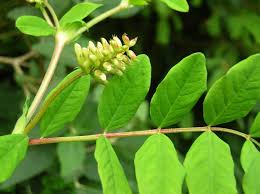 Attēlu rezultāti vaicājumam “Astragalus glycyphyllos fruit”