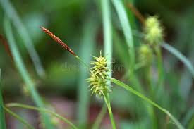 Attēlu rezultāti vaicājumam “Carex flava”