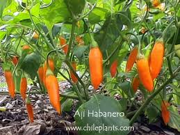 Afbeeldingsresultaat voor aji habanero hot pepper