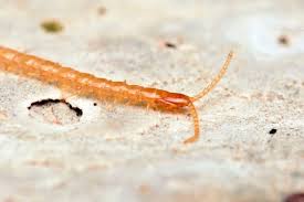 Attēlu rezultāti vaicājumam “Geophilidae”