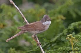 Attēlu rezultāti vaicājumam “Sylvia communis”