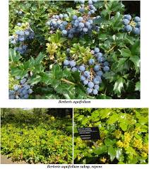 Attēlu rezultāti vaicājumam “Salix repens subsp. rosmarinifolia fruit”