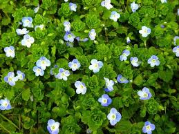 Attēlu rezultāti vaicājumam “Veronica persica”