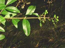 Attēlu rezultāti vaicājumam “Ligustrum vulgare”