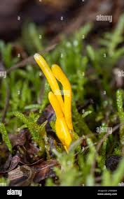 Attēlu rezultāti vaicājumam “Clavulinopsis cinerioides”