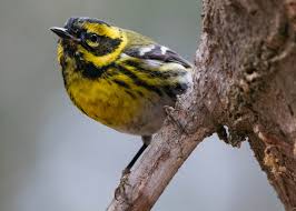 Image result for Dendroica magnolia