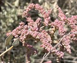 Attēlu rezultāti vaicājumam “Atriplex calotheca flower”