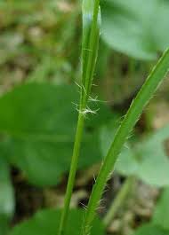 Attēlu rezultāti vaicājumam “Luzula luzuloides”