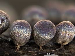 Attēlu rezultāti vaicājumam “Badhamia foliicola”