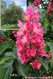 Attēlu rezultāti vaicājumam “Aesculus x hybrida”