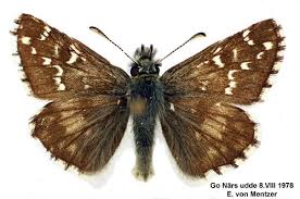 Attēlu rezultāti vaicājumam “Pyrgus alveus”