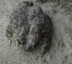 Attēlu rezultāti vaicājumam “Pseudepidalea viridis”