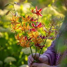 Image result for Lilium martagon `Arabian Night`