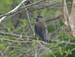 Attēlu rezultāti vaicājumam “Nucifraga caryocatactes adult”