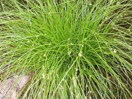 Attēlu rezultāti vaicājumam “Carex remota leaf”