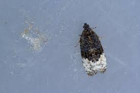 Attēlu rezultāti vaicājumam “Apotomis betuletana”