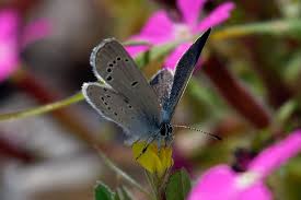 Attēlu rezultāti vaicājumam “Cupido minimus underside”