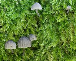 Attēlu rezultāti vaicājumam “Mycena pseudocorticola”