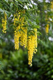 Attēlu rezultāti vaicājumam “Laburnum anagyroides flower”