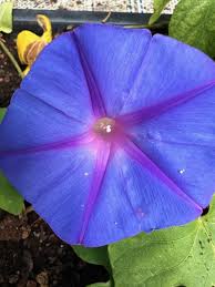 Image result for Prunkwinde