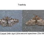 Attēlu rezultāti vaicājumam “Cleora cinctaria”